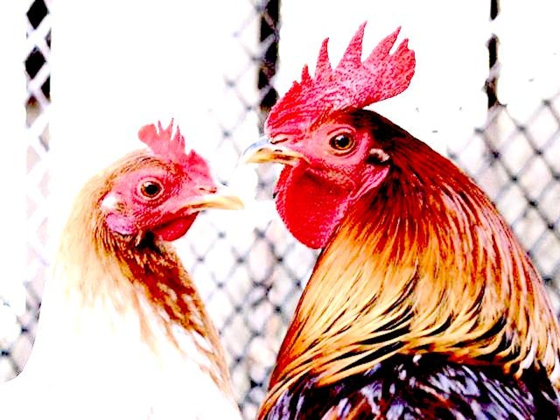 Hen and rooster.jpg?ixlib=rails 2.1