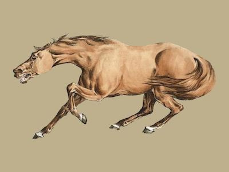Illustration of light brown horse from sporting sketches 1817 1818 by henry alken 1784 1851 digitally enhanced by rawpixel vector.jpg?ixlib=rails 2.1