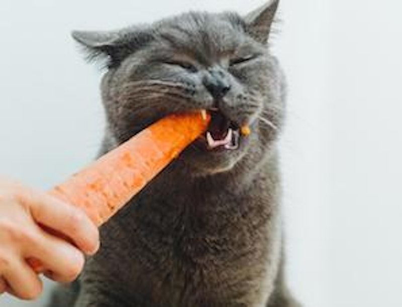 Diet pros cons cat with carrot.jpg?ixlib=rails 2.1