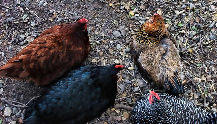 5577513150 d96a7d99f6 b.jpg?ixlib=rails 2.1