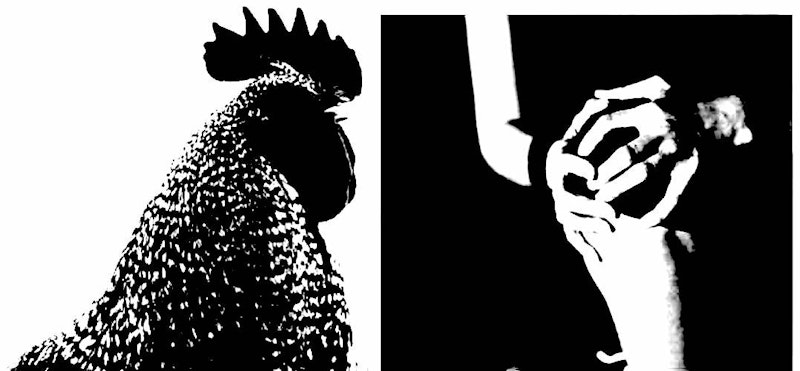 Rooster comb 3.jpg?ixlib=rails 2.1