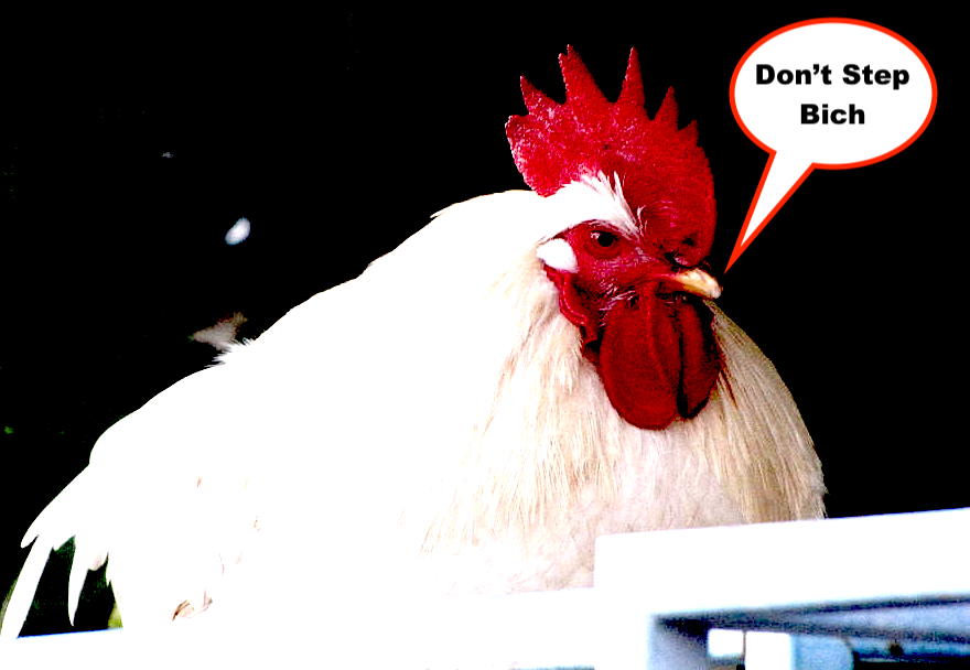 White rooster  hollywood creation.jpg?ixlib=rails 2.1