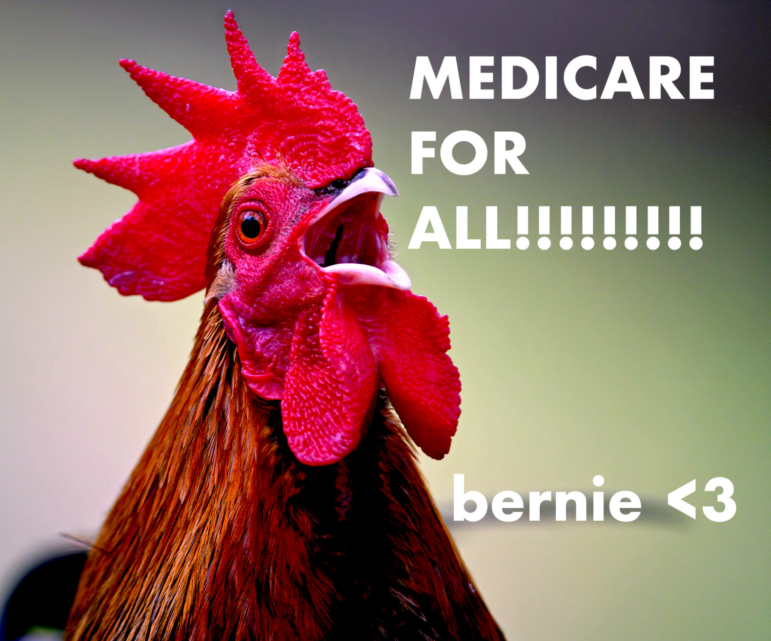 Rooster death attack 01.jpg?ixlib=rails 2.1