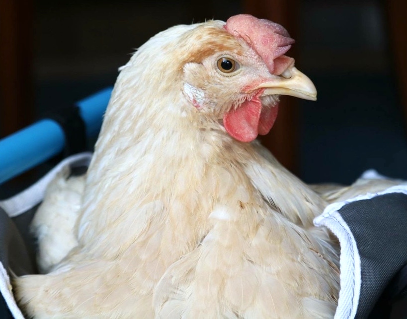 Img 5211 orig.jpg?ixlib=rails 2.1