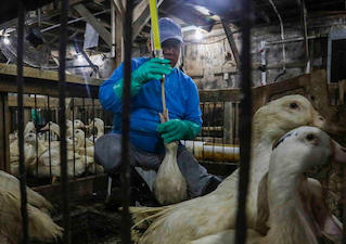 Foigras.jpg?ixlib=rails 2.1