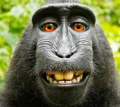 Monkey2.jpeg?ixlib=rails 2.1