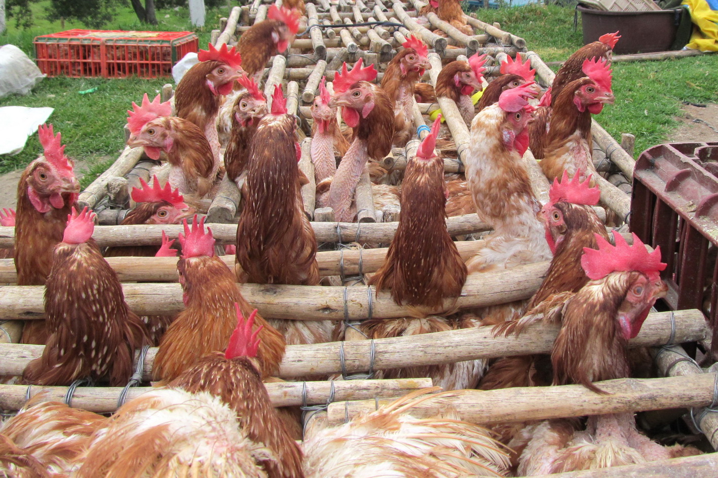 Roosters resize.jpg?ixlib=rails 2.1