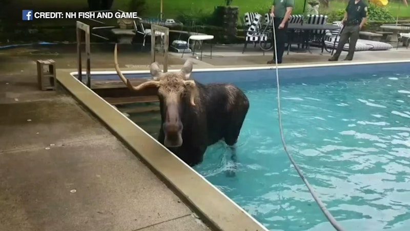 100219 wls moose in pool raw vid.jpg?ixlib=rails 2.1