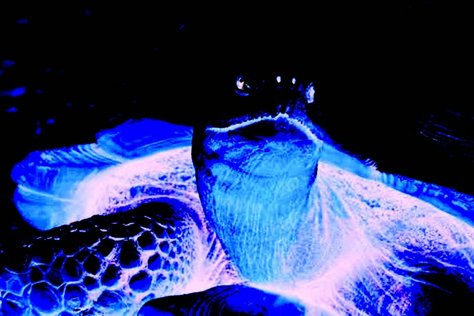 Merder Turtle Righteous Turtle Murder | www.splicetoday.com