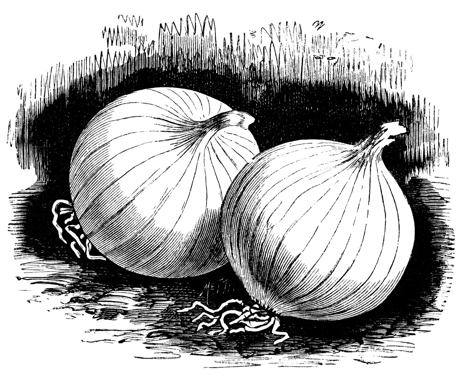 Olddesignshop onionsqueen.jpg?ixlib=rails 2.1