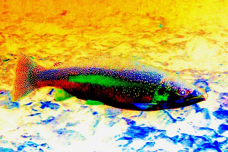 Khoshnoudi rainbow trout 1500.jpg?ixlib=rails 2.1