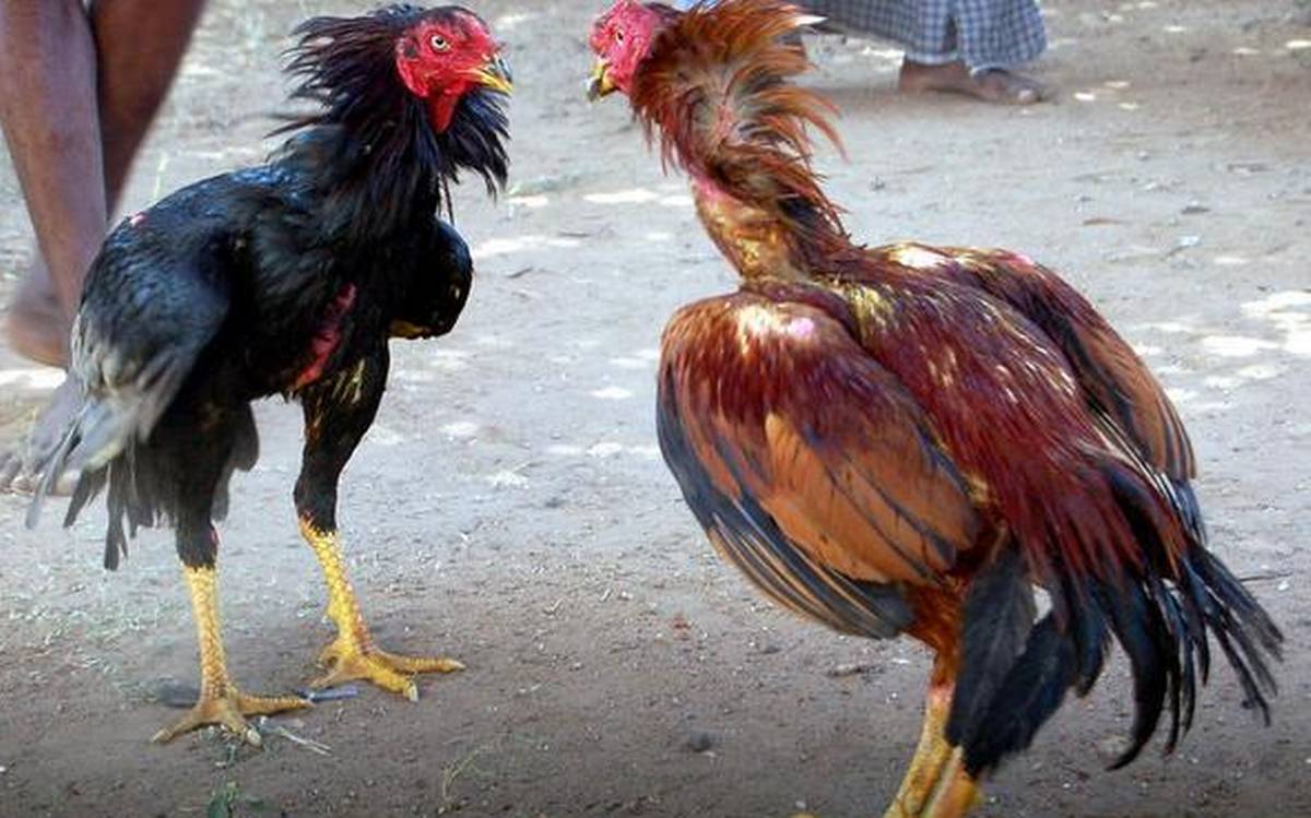 19smrooster1.jpeg?ixlib=rails 2.1