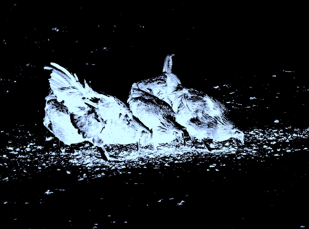 Chickens on a dirt road 1541165605zsp.jpg?ixlib=rails 2.1