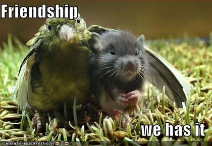 Funny pictures bird and mouse have friendship.jpg?ixlib=rails 2.1