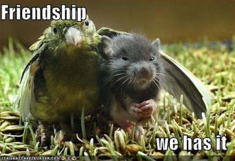 Funny pictures bird and mouse have friendship.jpg?ixlib=rails 2.1