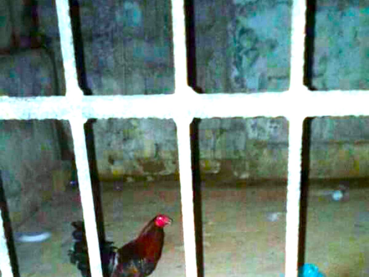 Pay cen roosterprison 01.jpg?ixlib=rails 2.1