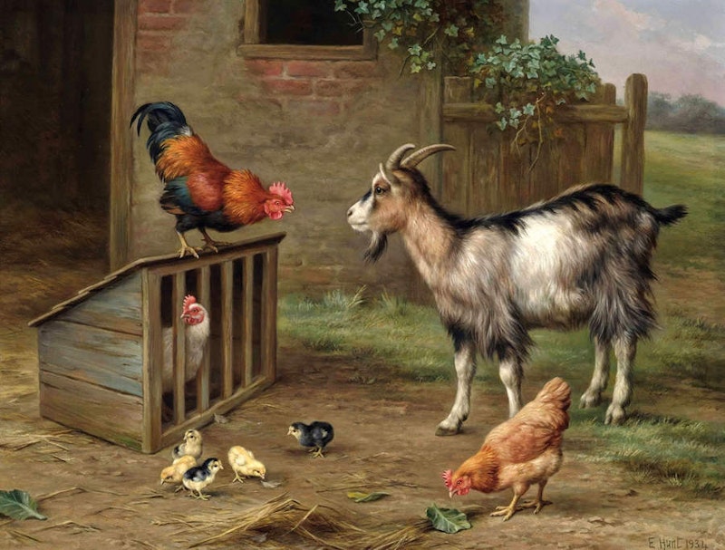 Goats rooster chickens ebay.jpg?ixlib=rails 2.1