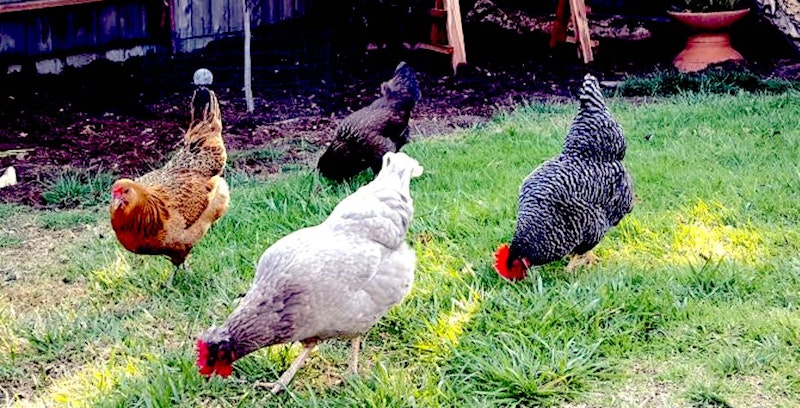 Top 18 backyard chicken breeds feature 1.jpeg?ixlib=rails 2.1