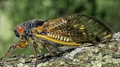Msj cicada adult profile.jpg?ixlib=rails 2.1