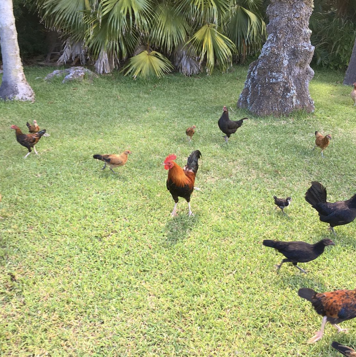 Rq bermuda 2016.jpeg?ixlib=rails 2.1