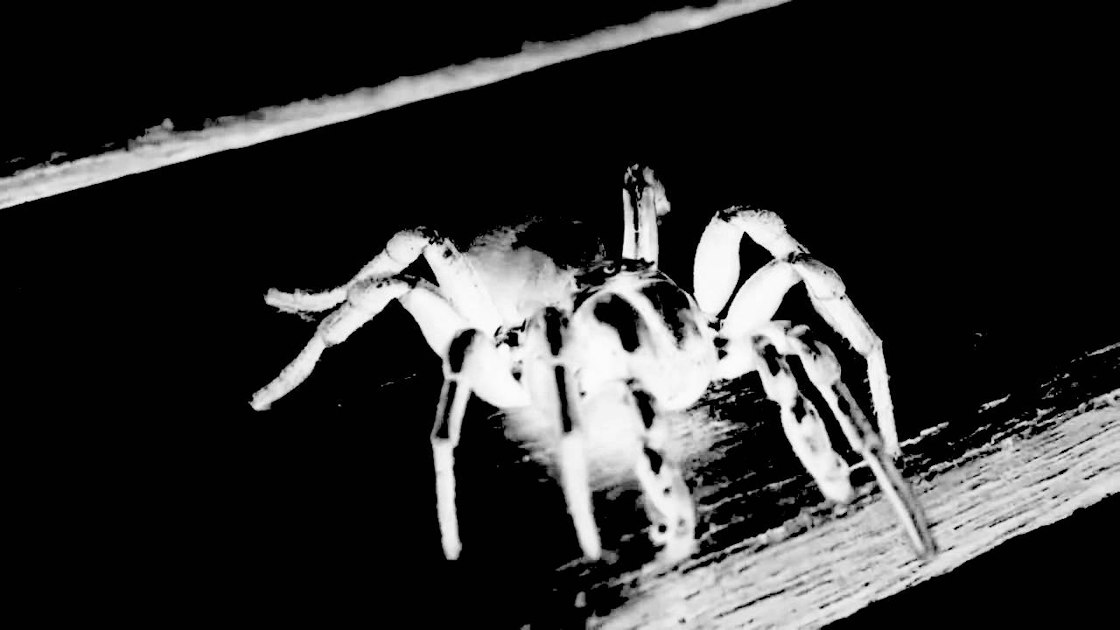 Spider Room | www.splicetoday.com