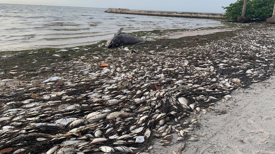 A foul task: They pick up Florida's red tide corpses