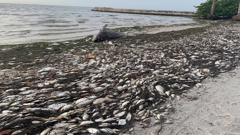 The Vicious Red Tide Has Invaded Florida's Gulf Coast | www.splicetoday.com