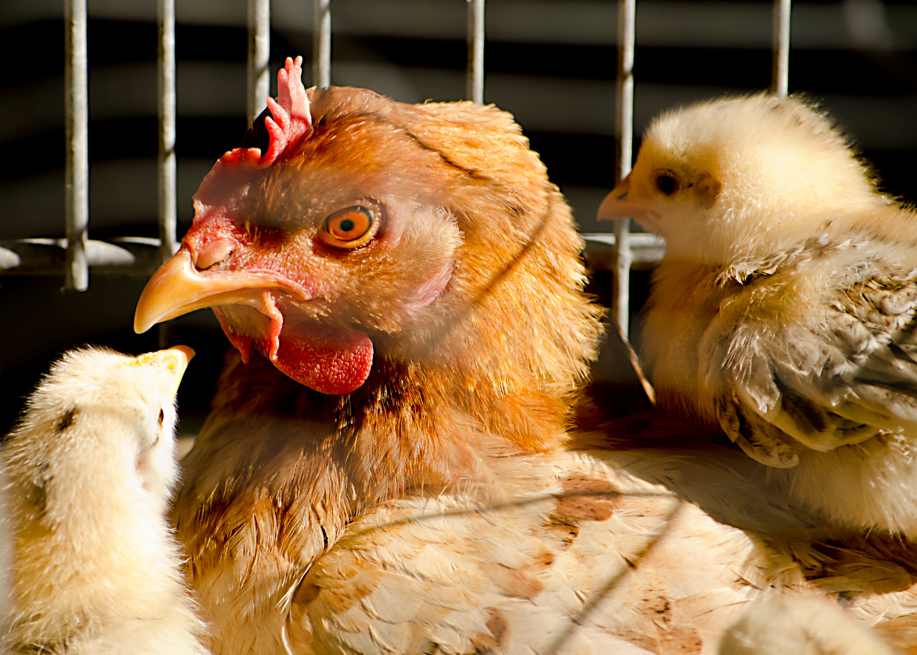 Chicken.jpg?ixlib=rails 2.1