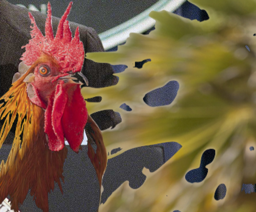 Rooster ghwb.jpg?ixlib=rails 2.1