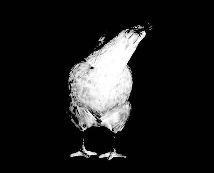 Pw 56092 chicken pic.png.jpeg?ixlib=rails 2.1