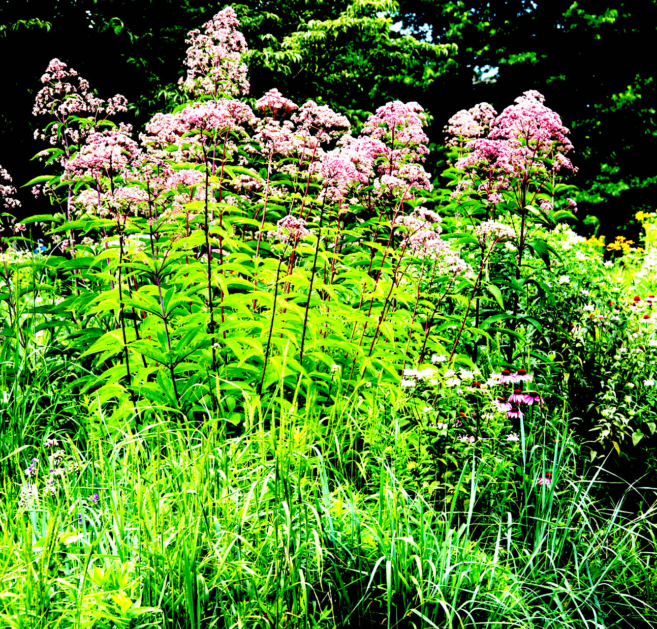 Img 4548 copy 2000x1333.jpg?ixlib=rails 2.1