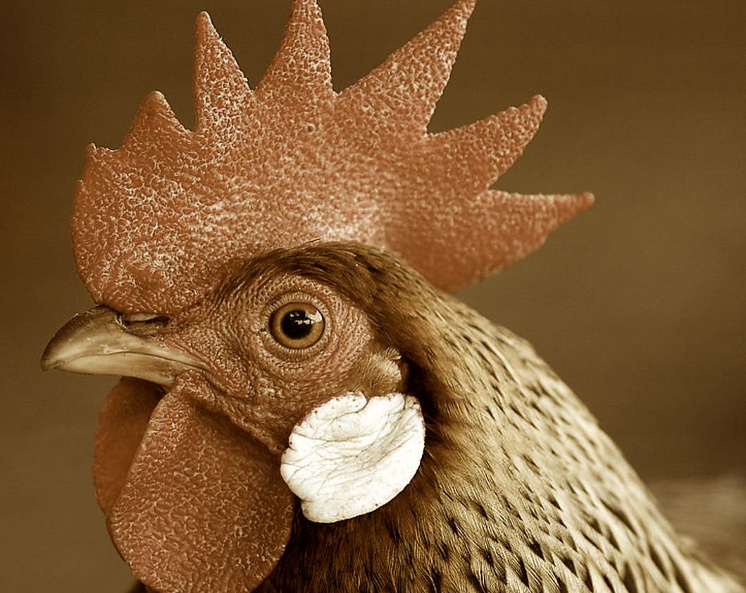 35e49759 7b6c 46fb ba9b 57e11dc1f696.sized 1000x1000.jpg?ixlib=rails 2.1