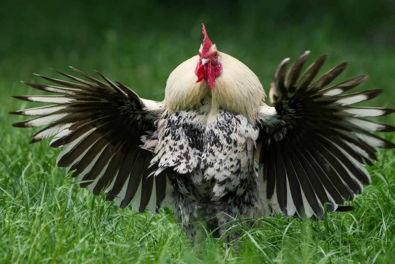 Aggressive rooster.jpg?ixlib=rails 2.1
