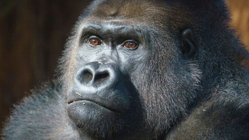 The gorilla in my life.jpg?ixlib=rails 2.1