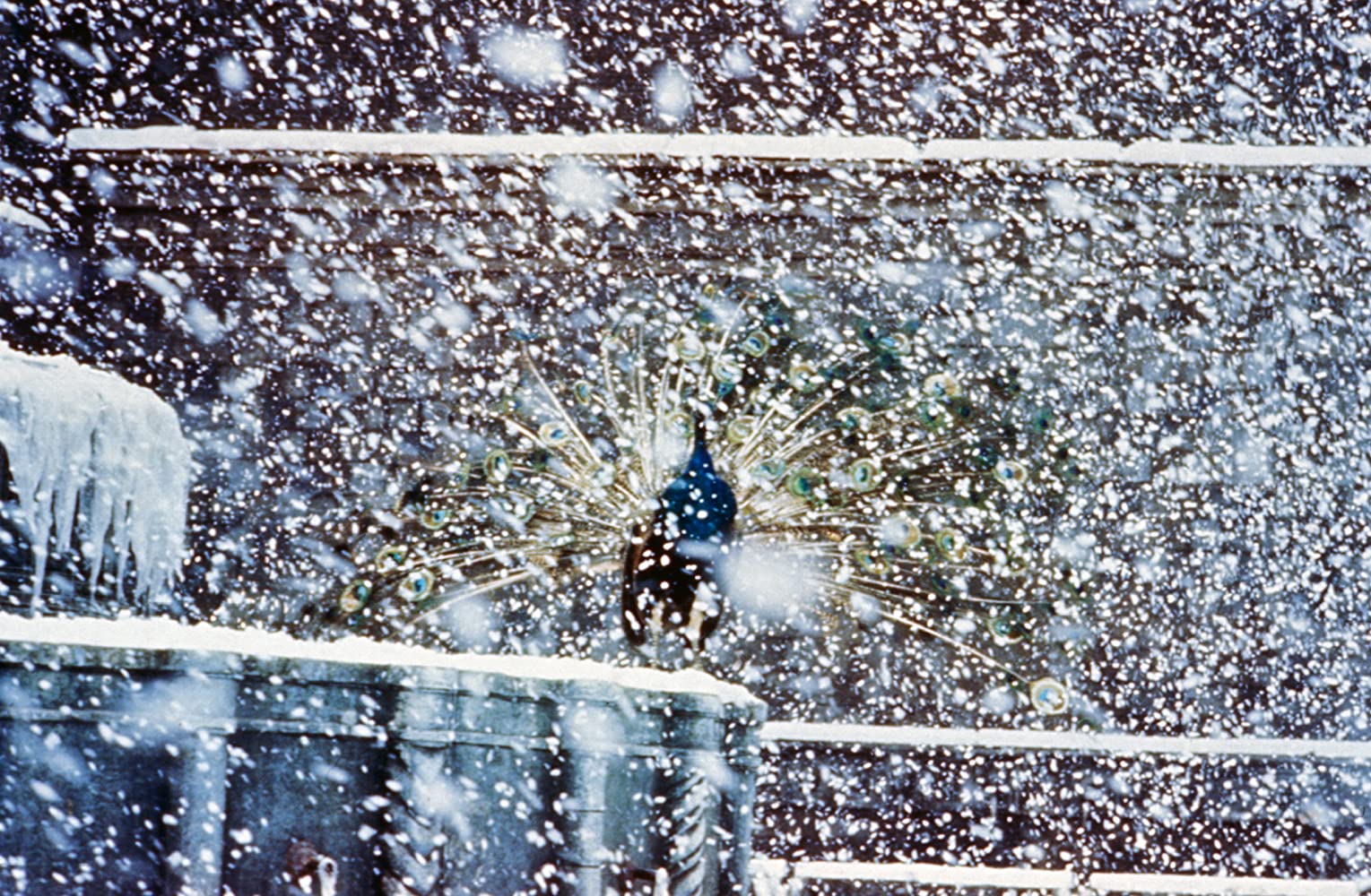 Amarcord 4.jpeg?ixlib=rails 2.1