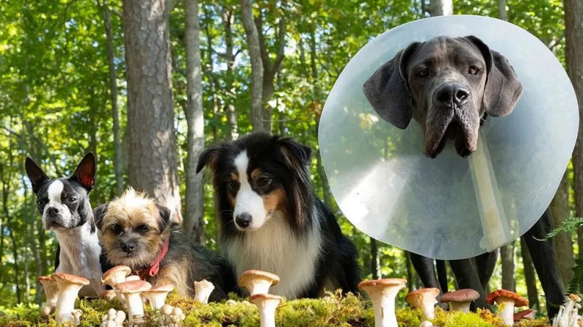 Strays 1692425098.jpg?ixlib=rails 2.1