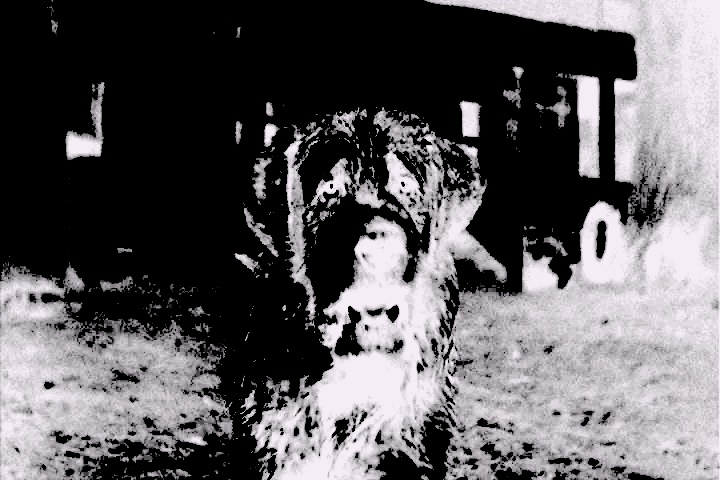 Cujo the st. bernard copy.jpg?ixlib=rails 2.1