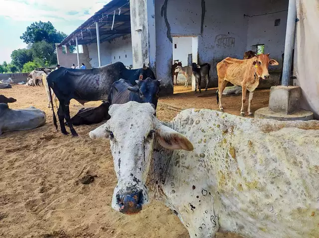 Fatehpur cows infected with lumpy skin disease at a farm in fatehpur pti phot .jpg.webp?ixlib=rails 2.1