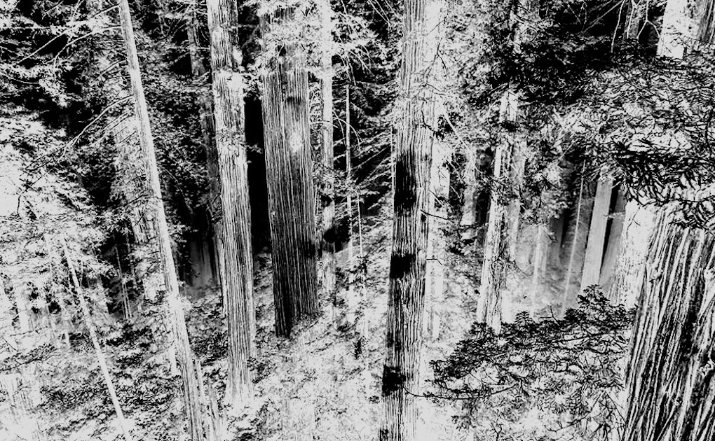 Demon Tree | www.splicetoday.com