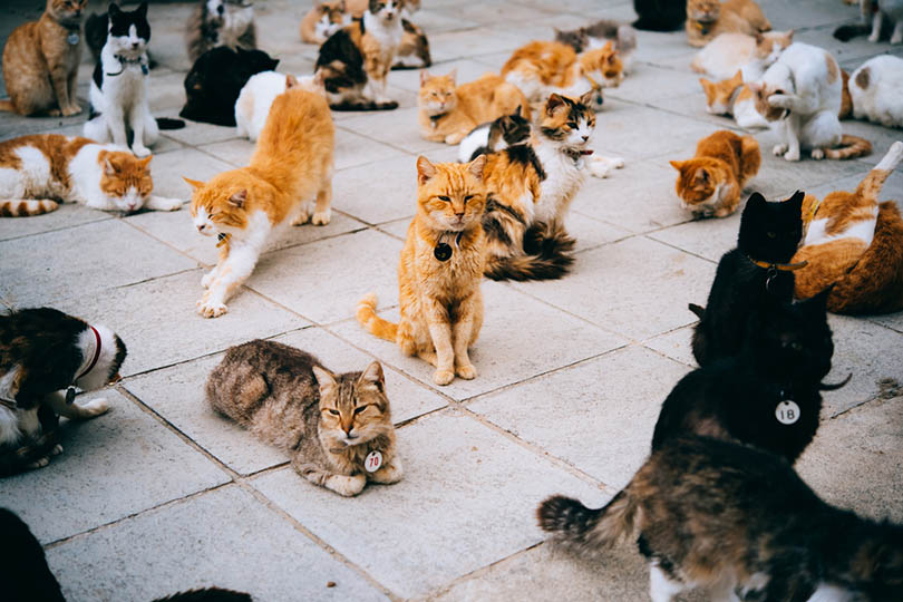 Cats in animal shelter yulia grigoryeva shutterstock.jpg?ixlib=rails 2.1