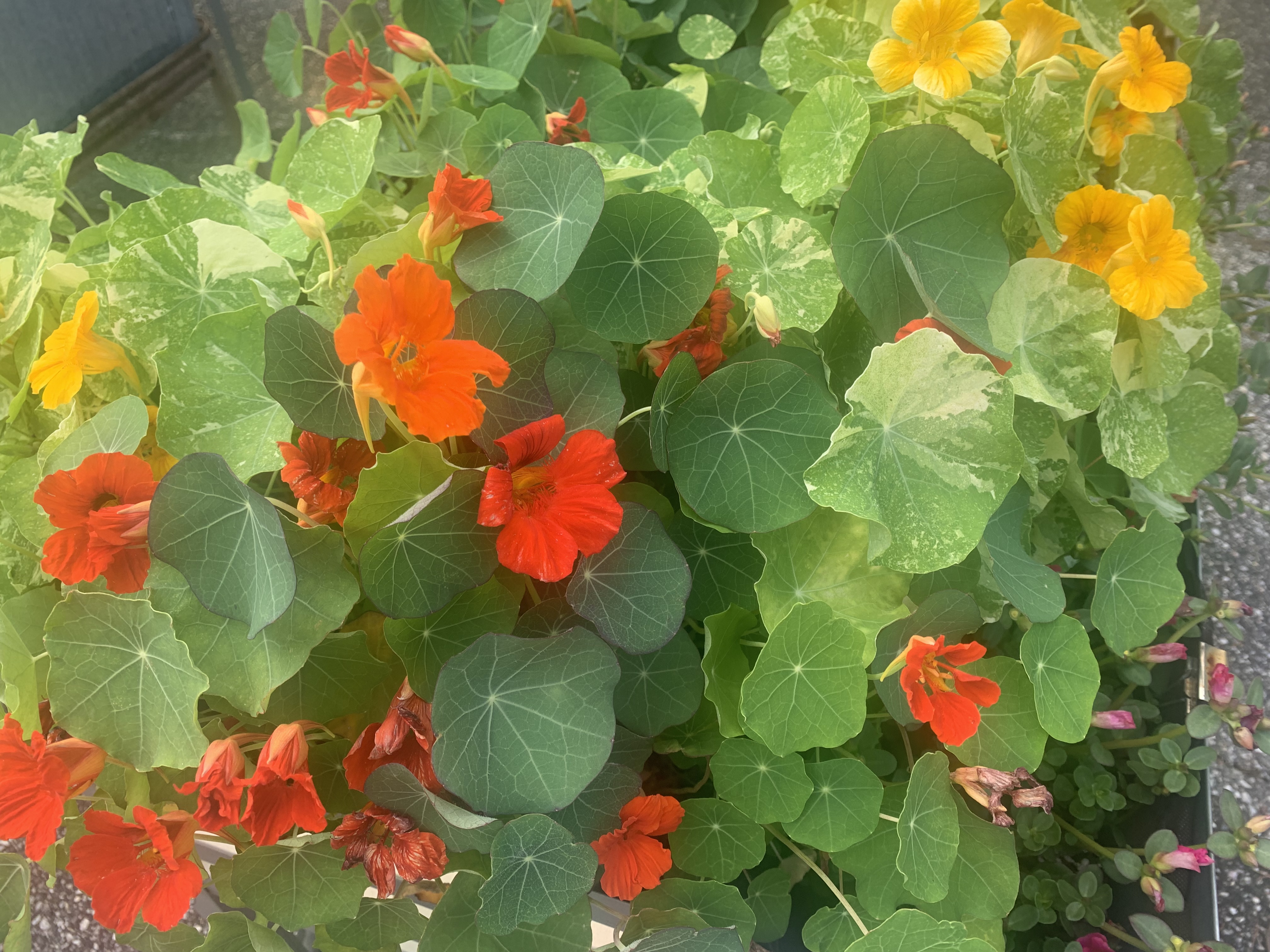 Img 1037.jpeg?ixlib=rails 2.1