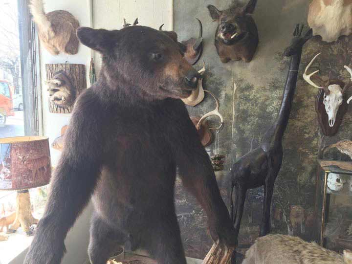 Bear.jpg?ixlib=rails 2.1