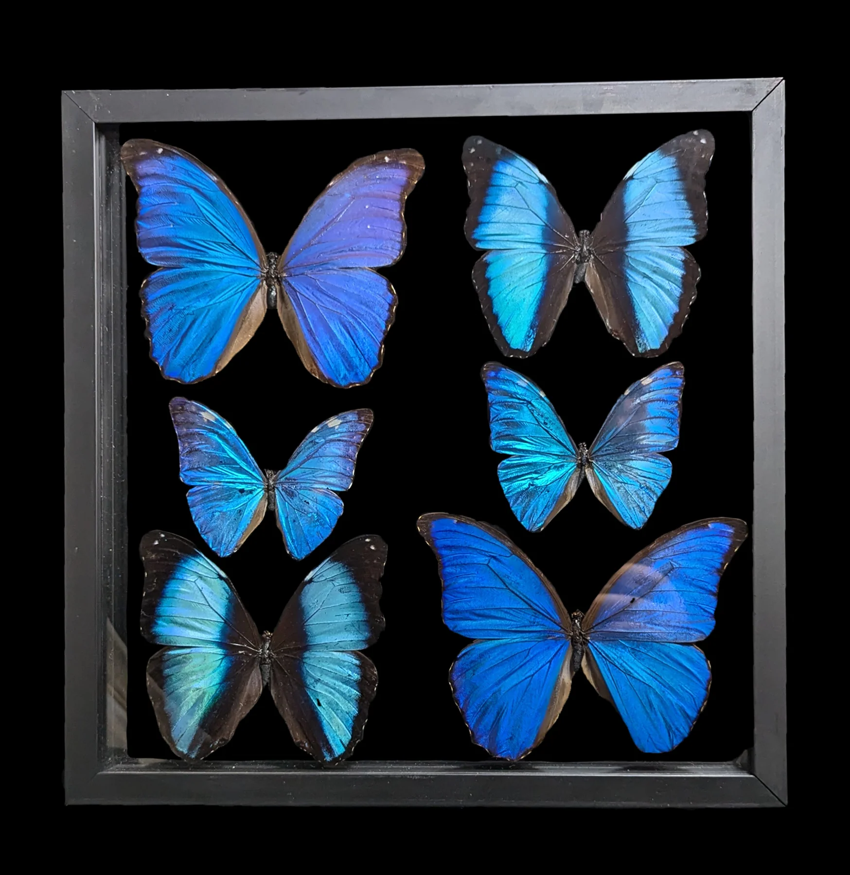 Paxton gate framed 6 morpho 27f4caa4 11be 4d5a 8db6 9675074a5c10.jpg?ixlib=rails 2.1