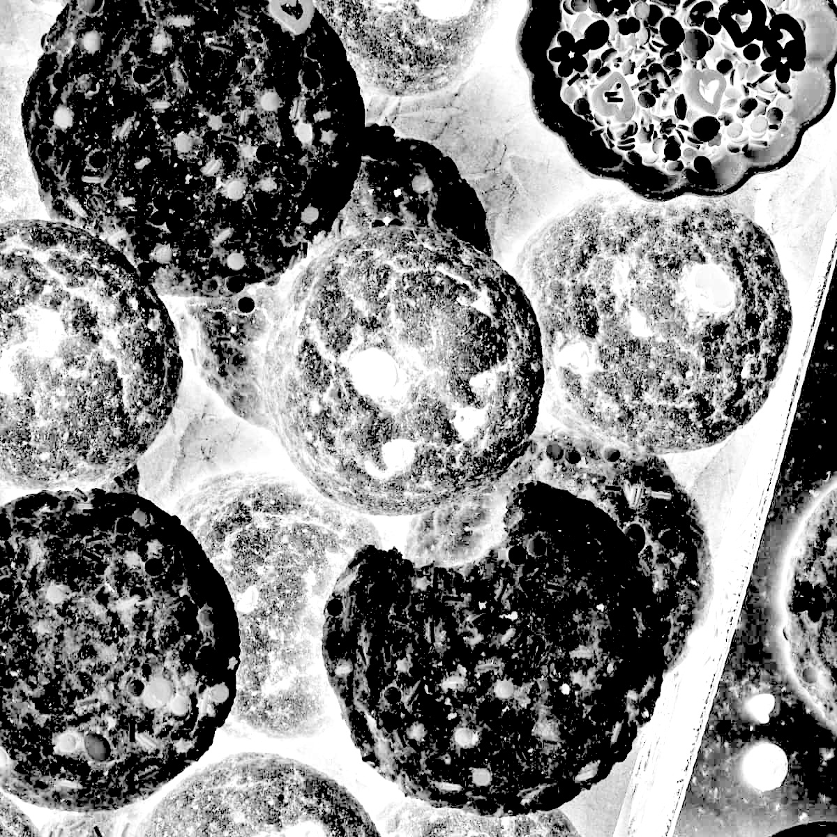 Collagen protein cookies.jpg?ixlib=rails 2.1