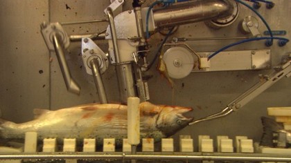 Fish.jpg?ixlib=rails 2.1