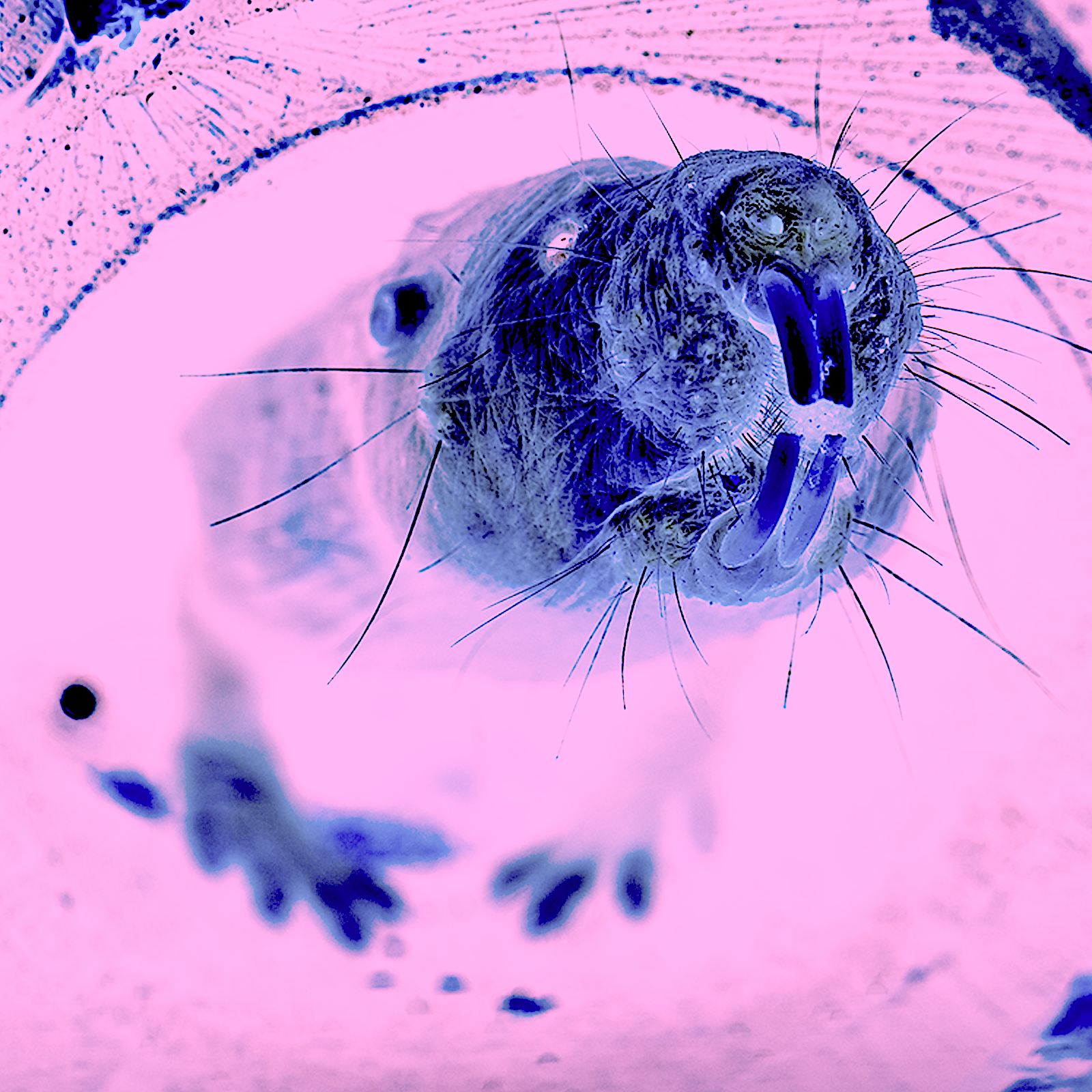 Naked mole rat main.png?ixlib=rails 2.1