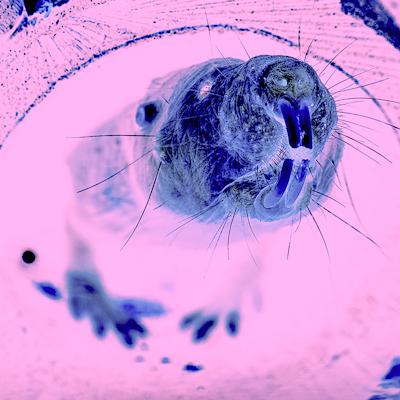 Naked mole rat main.png?ixlib=rails 2.1