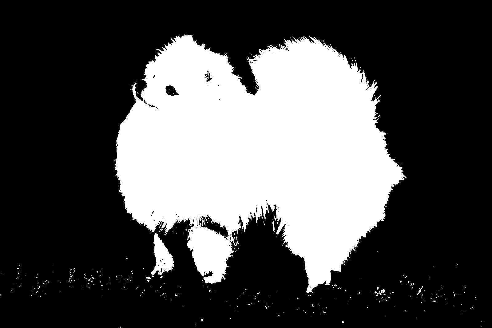 Pomeranian dog.jpg copy.jpg?ixlib=rails 2.1