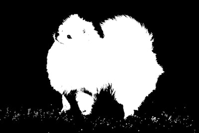 Pomeranian dog.jpg copy.jpg?ixlib=rails 2.1