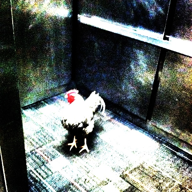 There was a rooster in the elevator at college today v0 phk5eo3rzdded9m4t9feczdtodezscditmegaar q1a.jpg copy.jpg?ixlib=rails 2.1